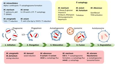 Autophagy and Host Defense in Nontuberculous Mycobacterial Infection